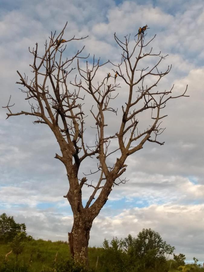 Fazenda Taruma Pirenópolis Kültér fotó
